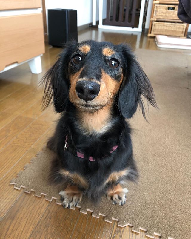 ミニチュアダックス