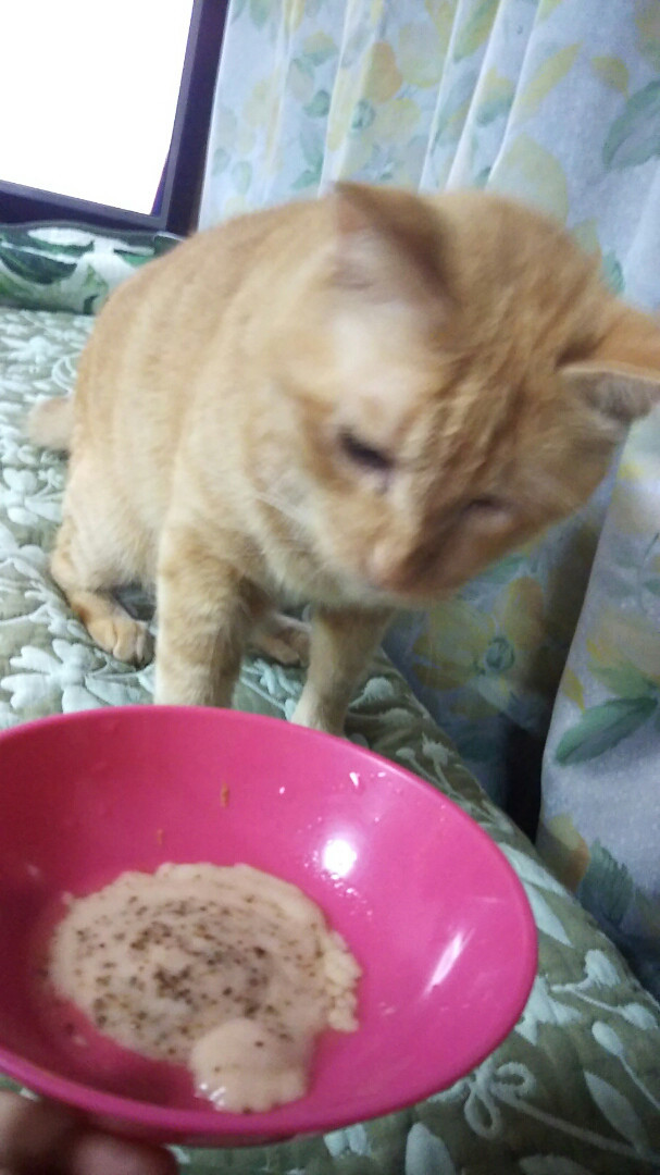 ねこ