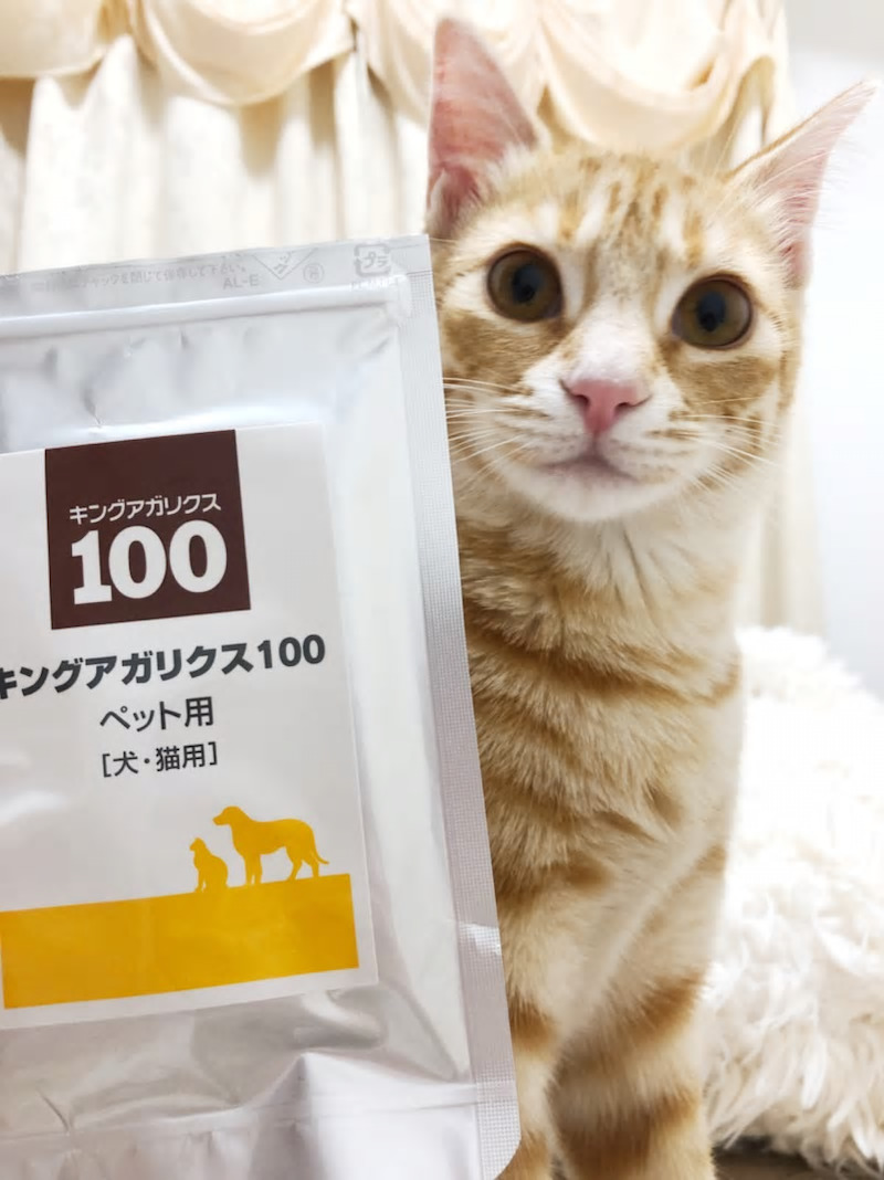 ねことキングアガリクス100