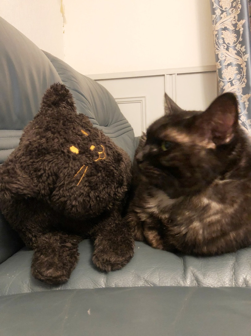 ねこ