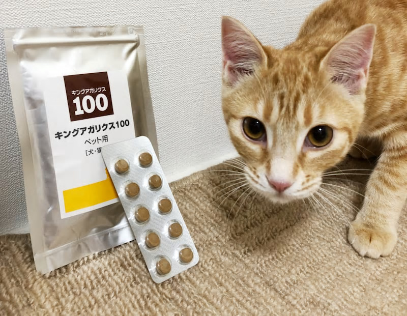 ねことキングアガリクス100