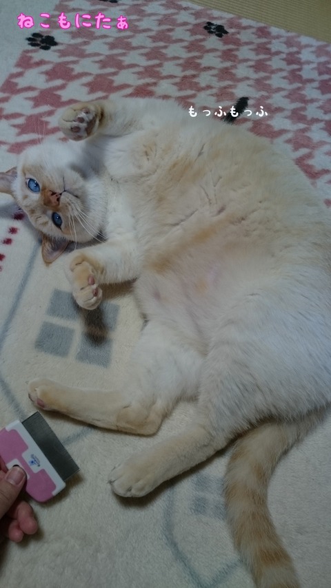 ねこ