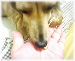 シニアのダックス