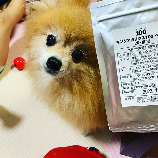 ポメラニアン