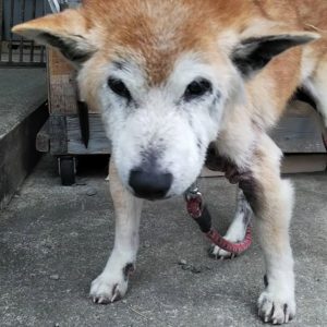 犬　白内障