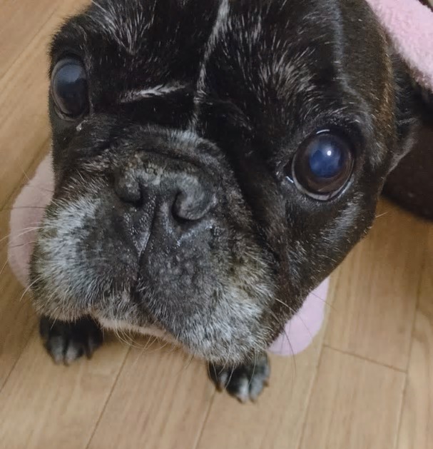 フレンチブルドッグ