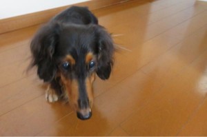 毛並みが良くなった
