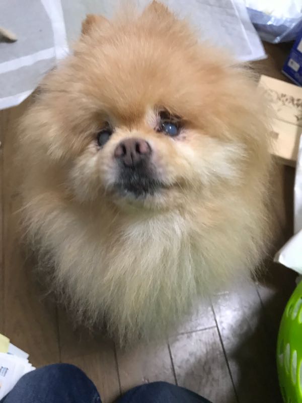 ポメラニアン