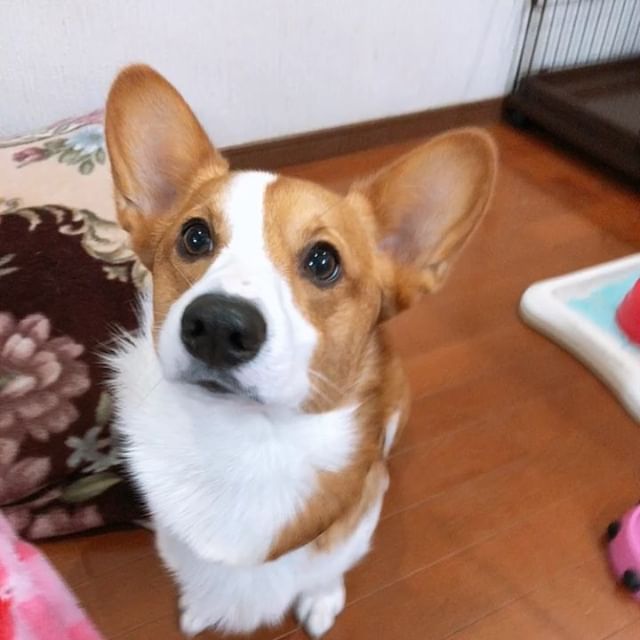 コーギー