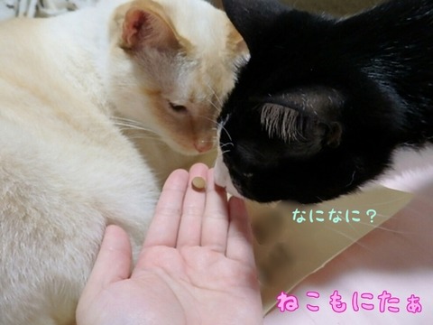 ねこ