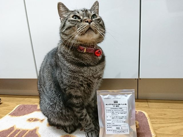ねこ