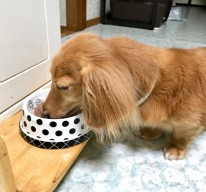 いぬ