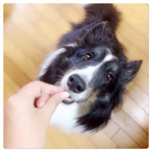 キングアガリクス１００を食べるシェルティ