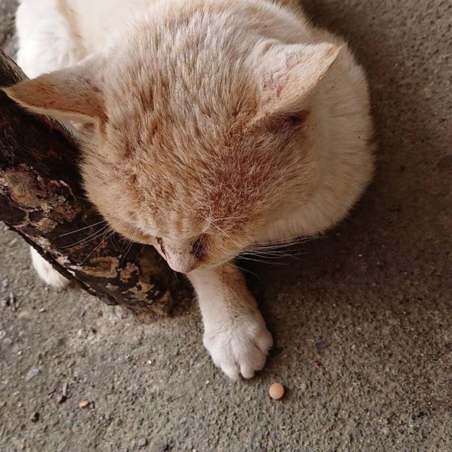 ねこ