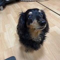 ミニチュアダックス