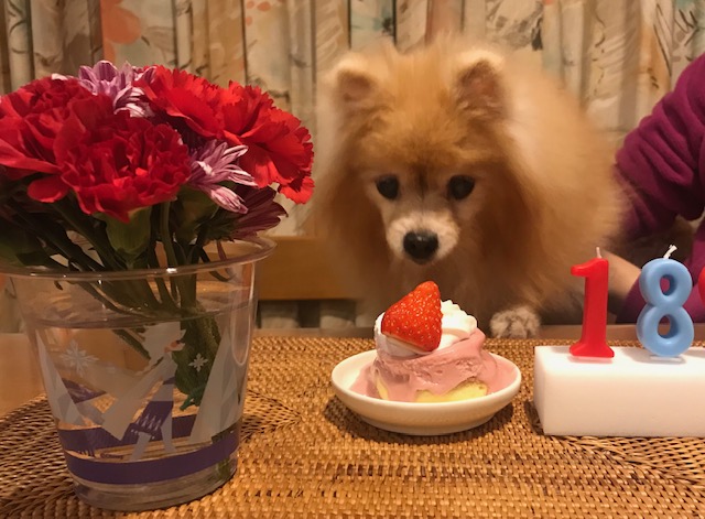 ポメラニアン