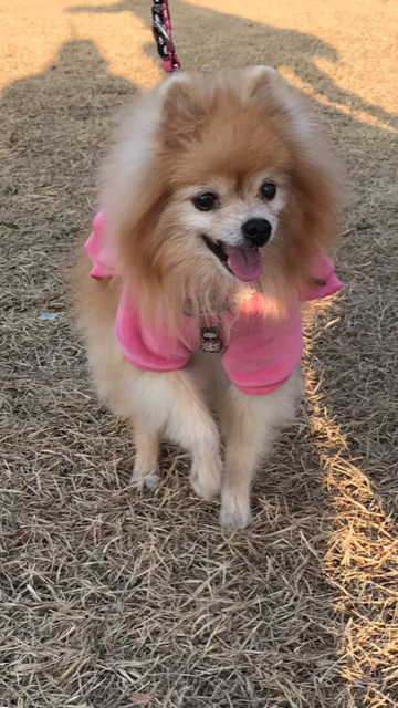 ポメラニアン