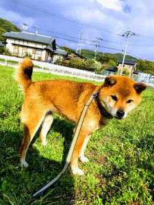 犬　柴ミックス