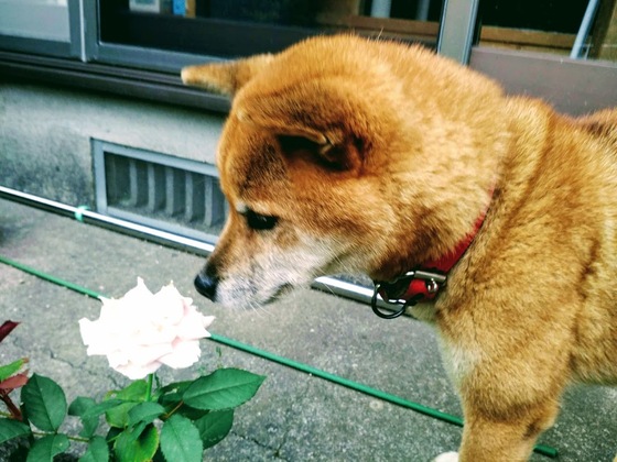 愛犬 柴mix１０歳 サプリ アガリクス を飲み続け季節の変わり目も変わらずに 口コミ 体験談10 24