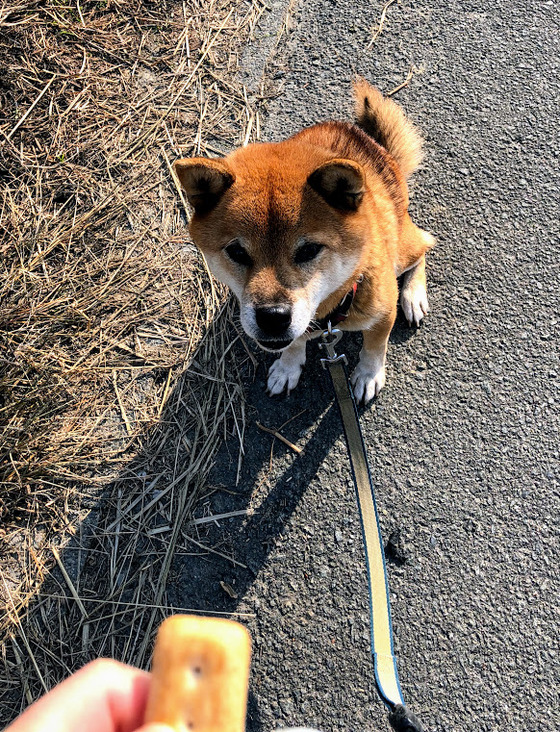 気候の変化で食欲が落ちてしまった犬 柴mix10歳 がサプリで 口コミ 体験談12 17