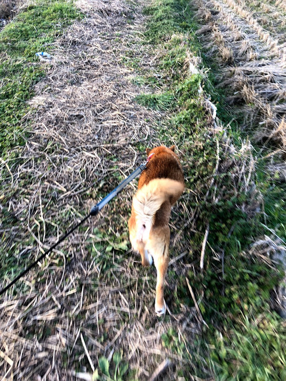 柴MIX犬
