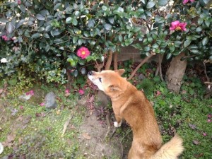 犬