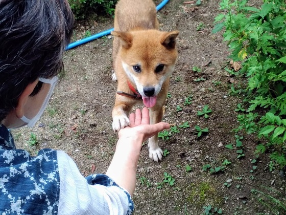 犬