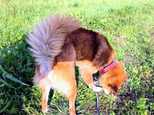 犬　柴ミックス