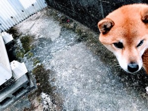 犬