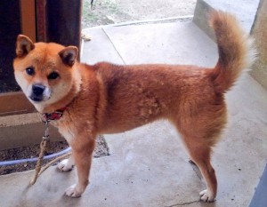 犬