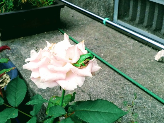 バラとかえる