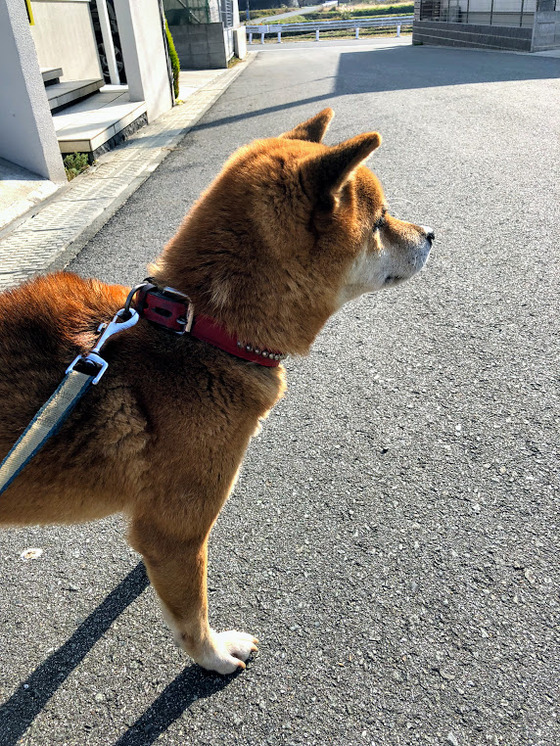 柴ミックス　犬　