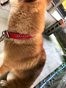 犬