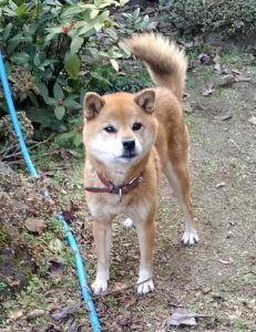 犬