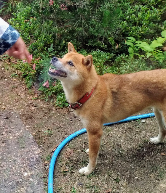 犬