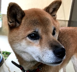 犬