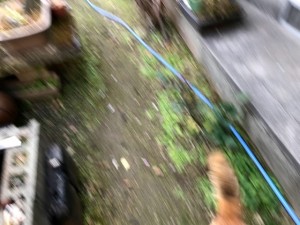 いぬ