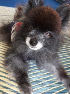 キングアガリクス　犬