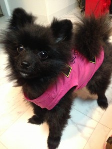 キングアガリクス100　犬