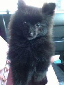 キングアガリクス　犬