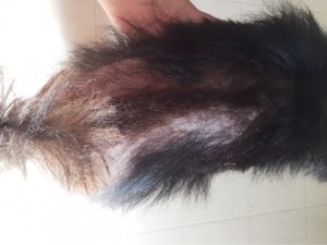 キングアガリクス　犬