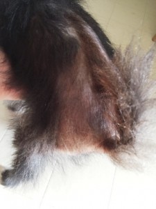 キングアガリクス　犬