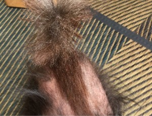 キングアガリクス　犬