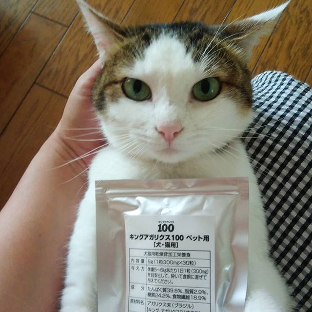 ねことキングアガリクス100