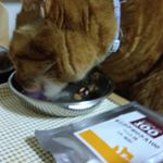 ねことキングアガリクス100