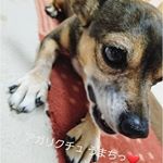 いぬ　ｱｶﾞﾘｸｽ