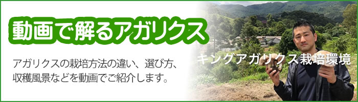 動画で解るアガリクス