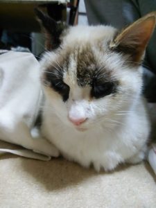 キングアガリクス　猫