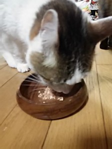 キングアガリクス　猫