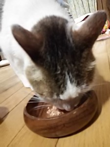 キングアガリクス　猫
